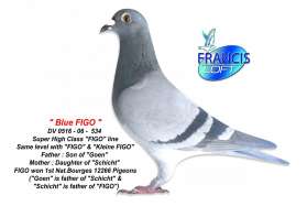 BLUE FIGO นกระดับเดียวกันกับยอดนก FIGO 1 Nat.Bourges