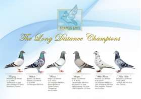 The Long Distance Champions ยอดนกแชมป์พระราชทานระยะทางไกล