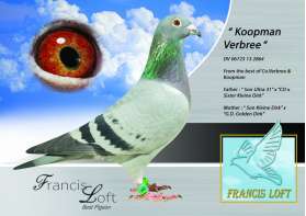 KOOPMAN VERBREE ยอดนกของ Koopman กับ Co Verbree