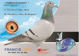 INBREED HARRY นกนอกอินบรีดยอดนกดังของโลกHARRY