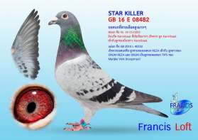 STARKILLER  ยอดนกที่อินบรีดสายเลือด Kannibaal และ Koopman แบบสุดๆ 