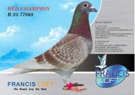 (ขายแล้วครับ) RED CHAMPION R 23 77068 รวมแชมป์ไว้ในนกตัวนี้
