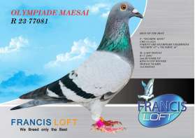 (ขายแล้วครับ) OLYMPIADE MAESAI  R 23 77081 สุดยอดนกรวมอยู่ที่นกตัวนี้