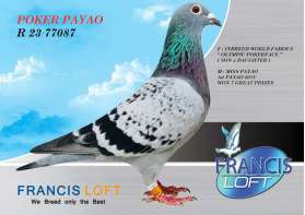 POKER PAYAO (ขายแล้วครับ)  R 23 77087  สุดยอดนกในตัวนกตัวนี้   0