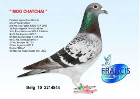 MOO Chatchai นกนอก (ลูกยอดนก"Super Million" 2nd As Duif KBDB 2008) 0