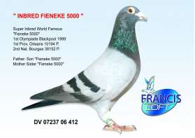 Inbreed “ FIENEKE 5000 ” อินบรีดสุดยอดนก Fieneke 5000