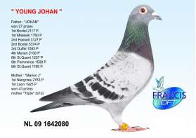 Young Johan ลูกของยอดนก Johan ที่ 1 Boxtel 2117p, 1Maaseik 1760 p.) 0