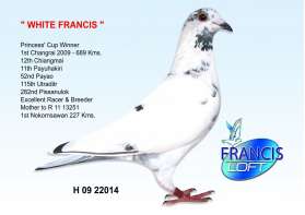 White FRANCIS (ชนะที่ 1 พระราชทาน เชียงราย 1st Chiangrai) 0