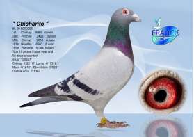 Chicharito (ยอดนกแข่ง มันชนะที่ 1 Chimay 8965 p. และ อีก 10 รางวัล) 0