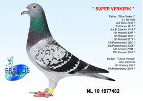 SUPER VERKERK ลูกของยอดนกแข่ง Super Verkerk 3x1st
