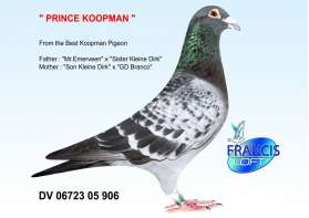 PRINCE KOOPMAN (Inbreed Kleine Dirk) 0