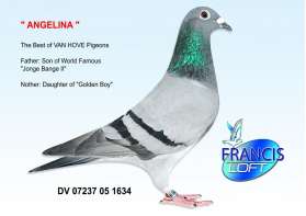 ANGELINA (Jonge Bange II, Wonder Boy) 0