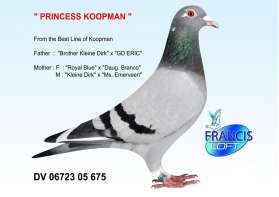 PRINCESS KOOPMAN นกนอก สุดยอด Koopman 0