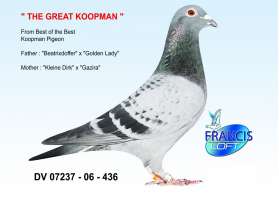The Great Koopman นกนอกสุดยอด Koopman
