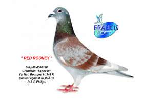 RED ROONEY หลาน Sanex III ที่ 1 Nat.Bourges 57004 p. 0