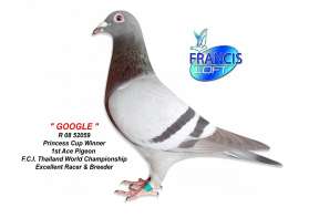 GOOGLE นกชนะถ้วยพระราชทานนกยอดเยี่ยม2008 0