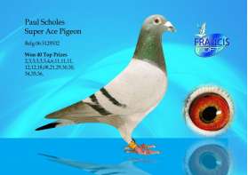 Paul Scholes (ยอดนก Ace Pigeon เบลเยี่ยม ชนะที่ 2,2,3,3,3,3,)