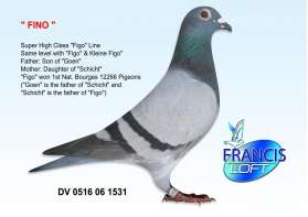 FINO  ยอดนกระดับเดียวกับ FIGO 0