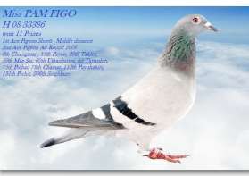 Miss PAM FIGO นกยอดเยี่ยมอันดับที่1และ2ชนะ11รางวัล