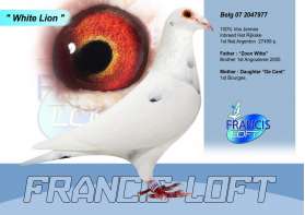 White Lion อินบรีดยอดนกที่ 1 Nat Agenton 27499 ตัว 0