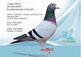 " Super FIGO " สุดยอดนกพันธุ์ น้อง FIGO 0