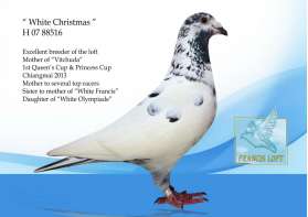 " White Christmas " แม่ของที่ 1 พระราชทานเชียงใหม่ 0