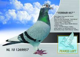 FERRARI 957  นกนอก ลูกยอดนก BLUE WILLI 0