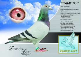 YAMOTO ยอดนก Van Hove