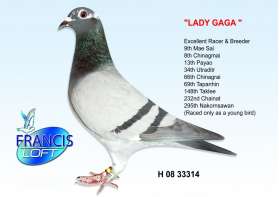 LADY GAGA แม่ของนกพระราชทาน2ตัว 2012, 2014  TOSSAPONG & SARAPEE 0