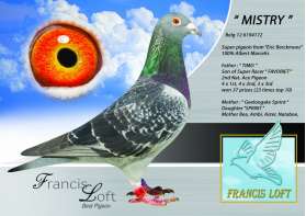 "MISTRY"ยอดนกจากEric BerkmoesเกิดจากลูกสาวSPRINT ของ Albert Marcelis 0