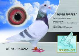 SILVER SURFER ยอดนกสายพันธุ์ของ Marcel Sangers 0