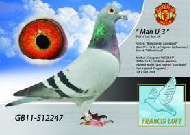 " MAN - U3 " ลูกของยอดนก Manchester Kaanibaal ที่ 1ถึง 17 ครั้ง 0