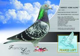 " INBREED HOME ALONE " ยอดนกระดับโอลิมเปียด และ นกยอดเยี่ยมทางไกล 0