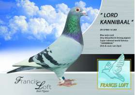 LORD KANNIBAAL -  นกนอก Super Inbreed ยอดนก Kannibaal  0