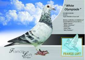 WHITE OLYMPIADE สุดยอดแม่พันธุ์ของกรง ในวัย 16 ปี ยังแซ่บ มีเชื้อ 0