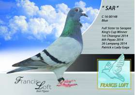 SAR น้องสาว SARAPEE ที่ 1 พระราชทานเชียงราย 2014 0