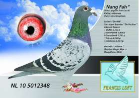 NANG FAH นางฟ้า ยอดนกสายเลือดระดับเทพของ KOOPMAN 0