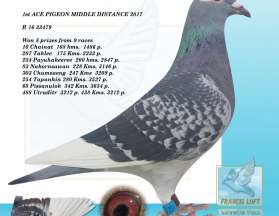 MISS ACE PIGEON นกยอดเยี่ยมระยะกลางสายเหนือ 2016 สมาคม CP