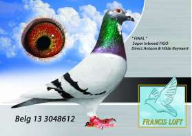 FINAL อินบรีด FIGO ที่เข้มข้นมากจากกรง A&H Reynaerts 0