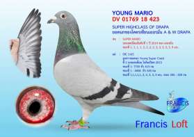 YOUNG MARIO ลูกของยอดนกแชมป์ SUPER MARIO 