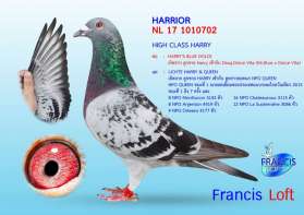 HARRIOR  อินบรีดสุดยอดนก HARRY 0