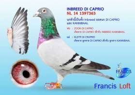 INBREED DI CAPRIO  อินบรีดนกดัง DI CAPRIO ของ LEO HEREMANS 0