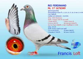 RIO FERDINAND นกนอก สุดยอดนกแข่ง สาย Leo Heremans