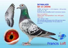SKYWALKER  นกนอกที่มีสายเลือด Harry และ Koopman (Marijke Vink) ที่สูงมากๆ 0