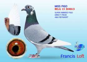 MISS FIGO นกนอก INBREED FIGO  0