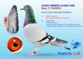 SUPER INBREED KLEINE DIRK 