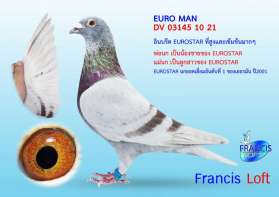 EURO MAN นกนอก Inbreed Eurostar 802 