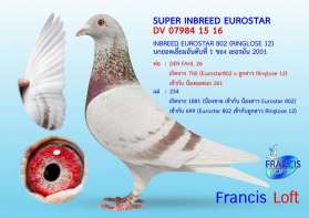 SUPER INBREED EUROSTAR 802  แม่ของ ที่ 1 พะเยา 2017 0