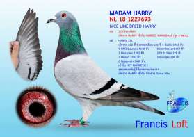 " MADAM HARRY " INBREED HARRY หลานชนะที่ 1 พรท เชียงราย 2022 