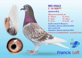 RED EAGLE - พี่ชายของนกที่ชนะที่ 1 เชียงราย 2015, 1ชุมพร 2015, 1ลำปาง 2016, 2 แม่สาย 2016